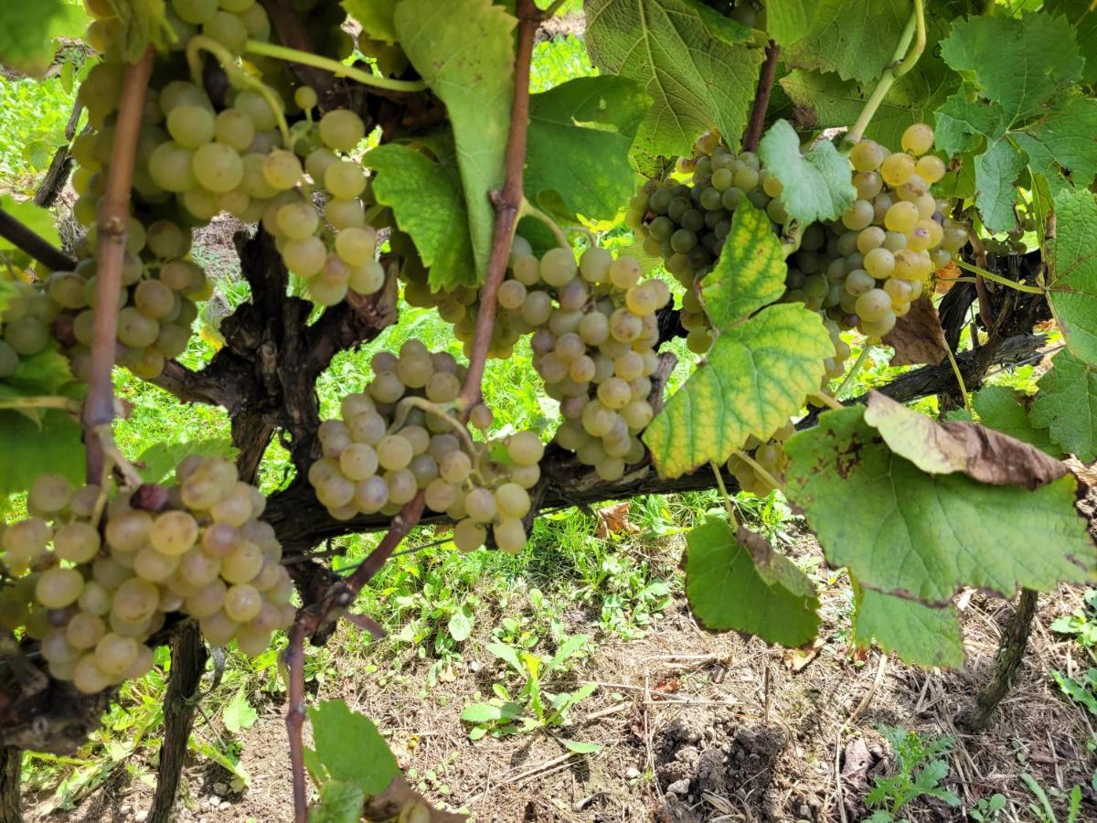 Fantastic View Vineyard Beskid Mountains Gruszow  Екстериор снимка