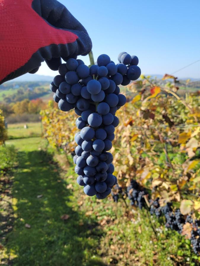Fantastic View Vineyard Beskid Mountains Gruszow  Екстериор снимка