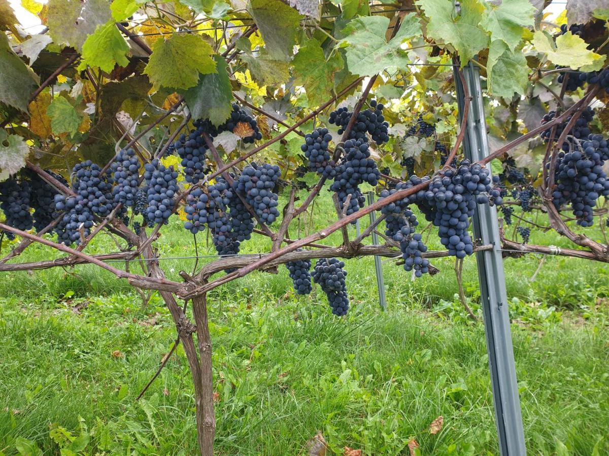 Fantastic View Vineyard Beskid Mountains Gruszow  Екстериор снимка